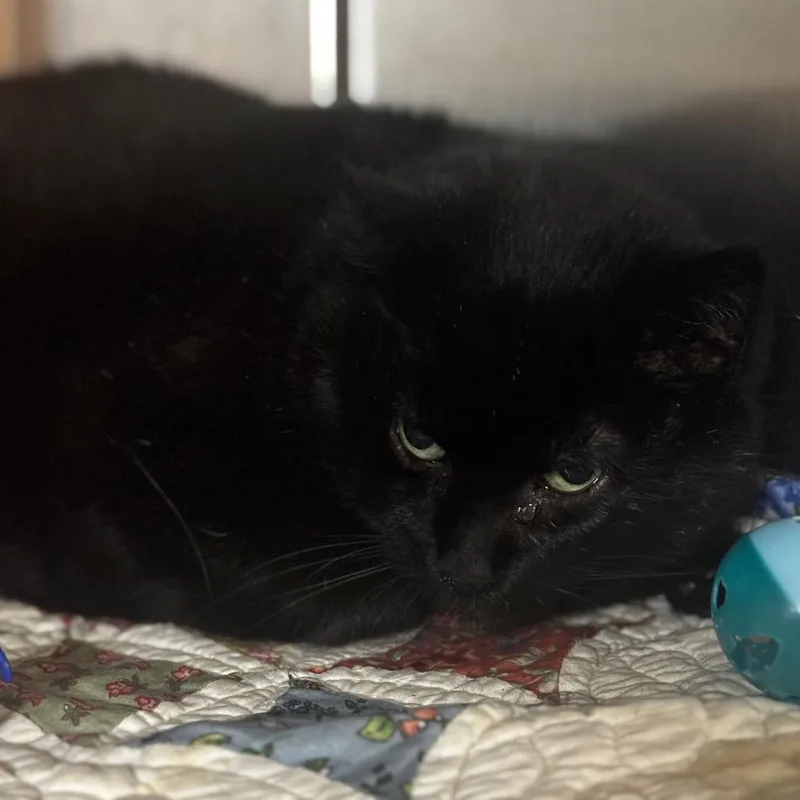 A senior large-sized female Black Domestic Short Hair cat named Kitkat for adoption in Shinnston, WV