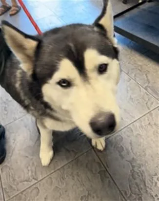 An adult large-sized male Siberian Husky dog named Zorro for adoption in Los Angeles, CA