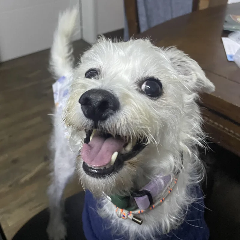 An adult small-sized male White / Cream West Highland White Terrier / Westie dog named Ever for adoption in Springfield, VA