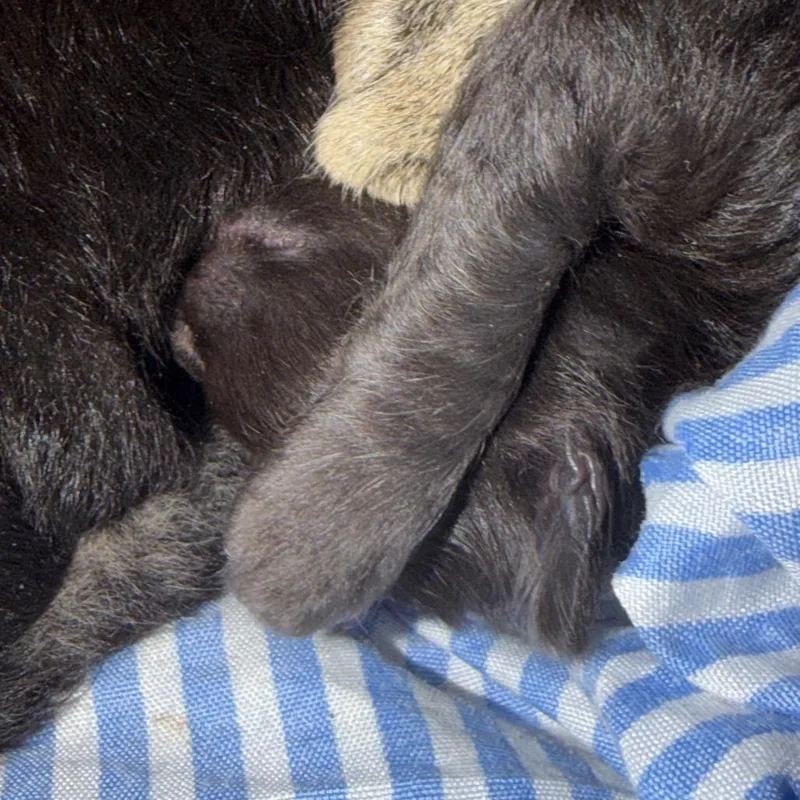A baby small-sized female Black American Shorthair cat named Catarina for adoption in Lake Jackson, TX