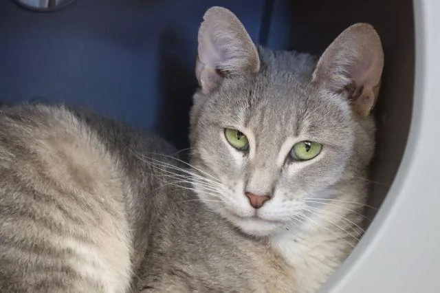 An adult small-sized female Domestic Short Hair cat named Octavia Butler for adoption in Tucson, AZ