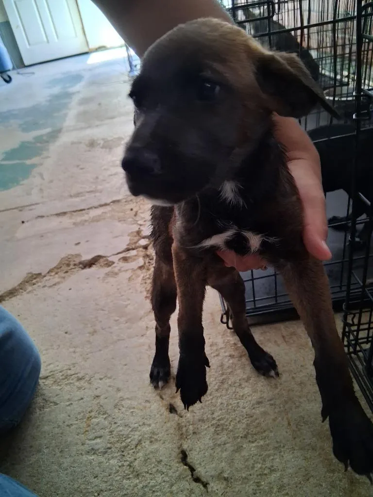 A baby large-sized female Mixed Breed dog named Spirea for adoption in Brownwood, TX