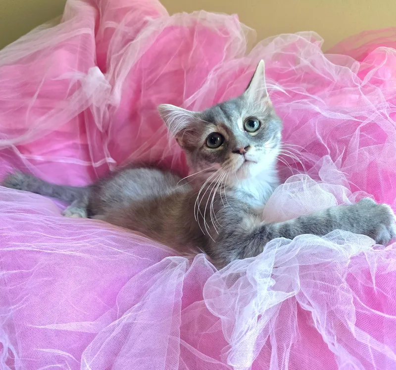 A baby medium-sized female Dilute Tortoiseshell Domestic Medium Hair cat named Opaline for adoption in Charlotte, NC