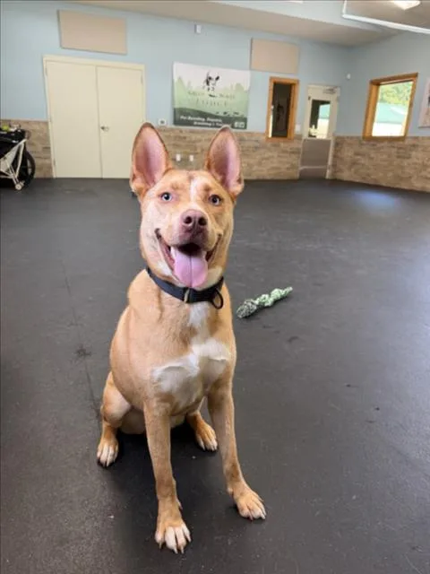 A young medium-sized male Australian Cattle Dog / Blue Heeler dog named Shiloh for adoption in Chapel Hill, NC