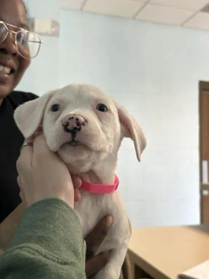 A baby small-sized female Mixed Breed dog named Thin Lizzy for adoption in Munster, IN