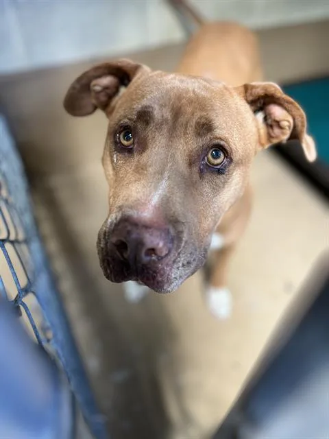 An adult large-sized female Pit Bull Terrier dog named Lady for adoption in Chula Vista, CA