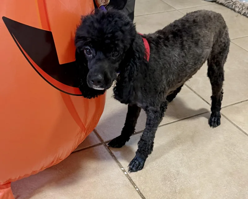 A young small-sized male Black Miniature Poodle dog named Mini Poodle Hypoallergenic ZEKE for adoption in Boca Raton, FL