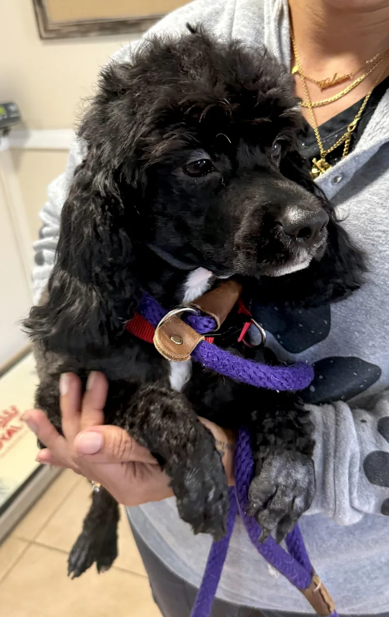 Mini Poodle Hypoallergenic ZEKE thumbnail 2