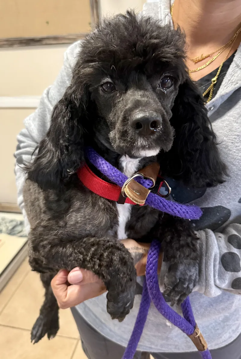 Mini Poodle Hypoallergenic ZEKE thumbnail 3
