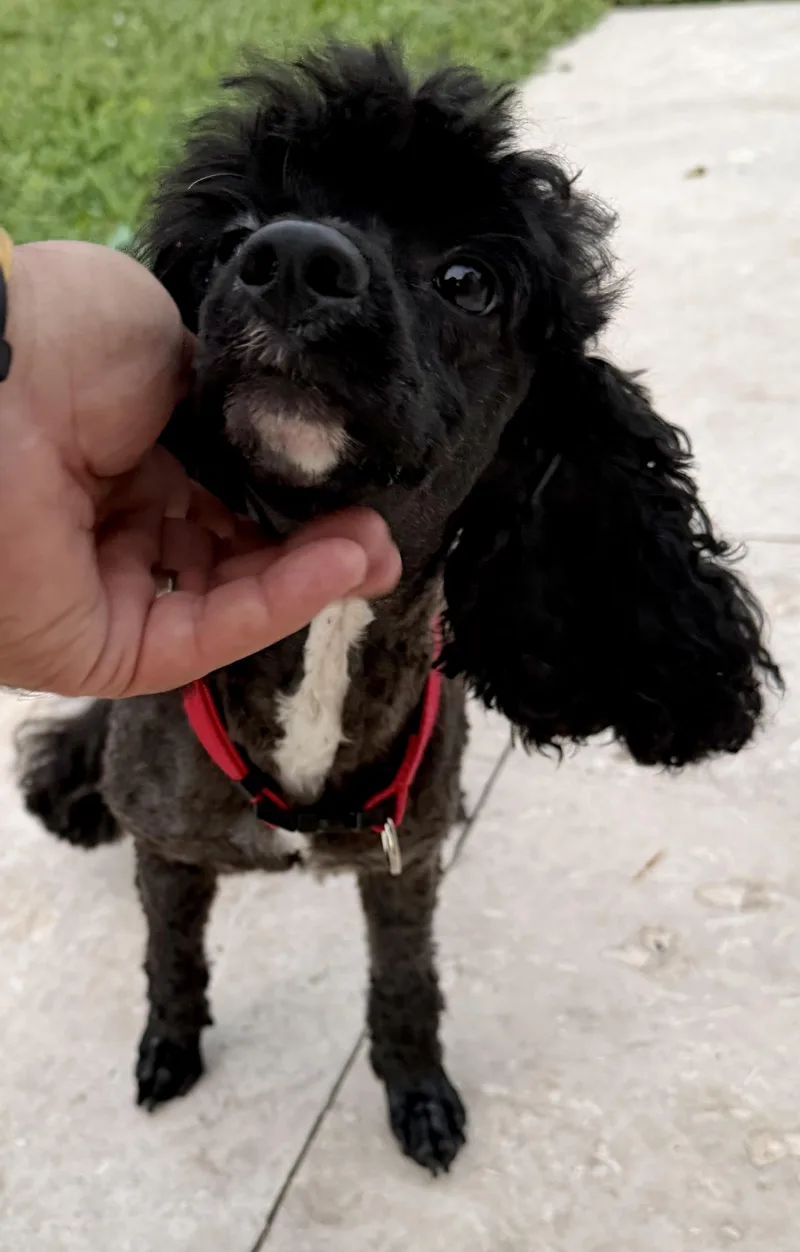 Mini Poodle Hypoallergenic ZEKE thumbnail 4