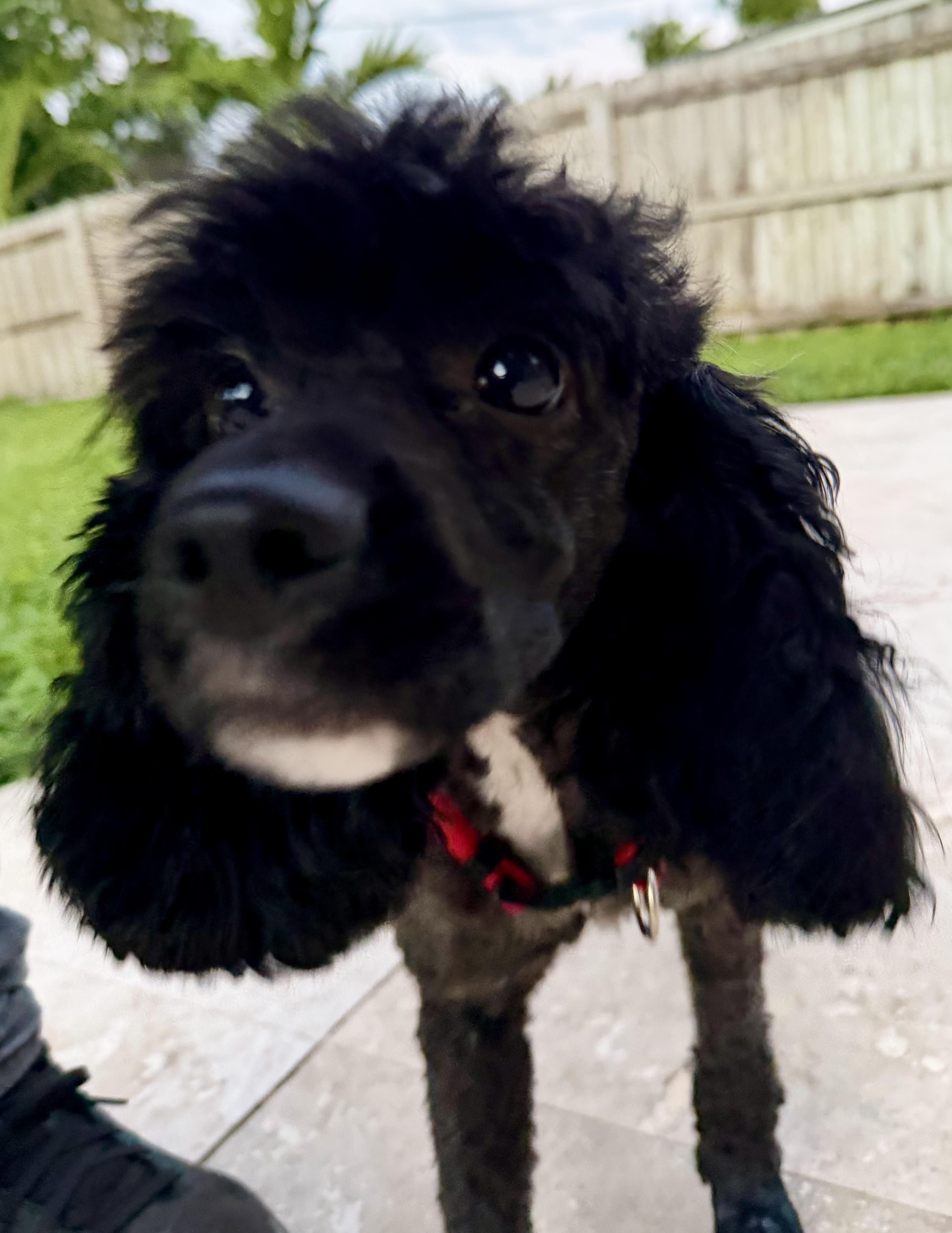 Mini Poodle Hypoallergenic ZEKE thumbnail 5