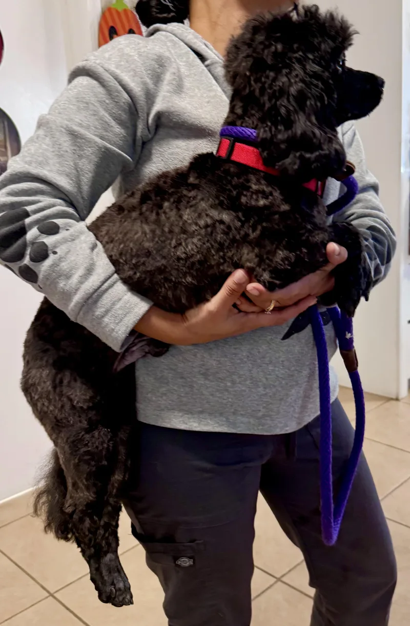 Mini Poodle Hypoallergenic ZEKE thumbnail 6
