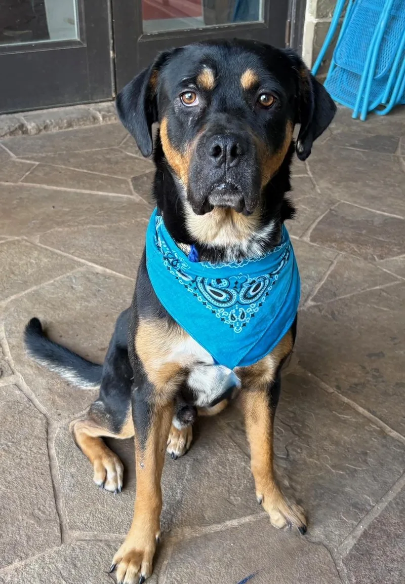 An adult large-sized male Rottweiler dog named Ruger for adoption in Lavon, TX