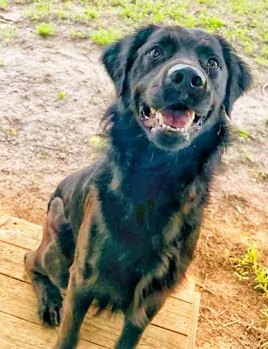 A young medium-sized male Black Labrador Retriever dog named Charlie for adoption in Killingworth, CT