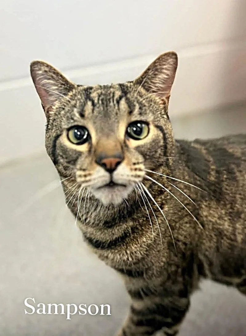 An adult large-sized male Tabby (Brown / Chocolate) Domestic Short Hair cat named Sampson for adoption in Flint, MI