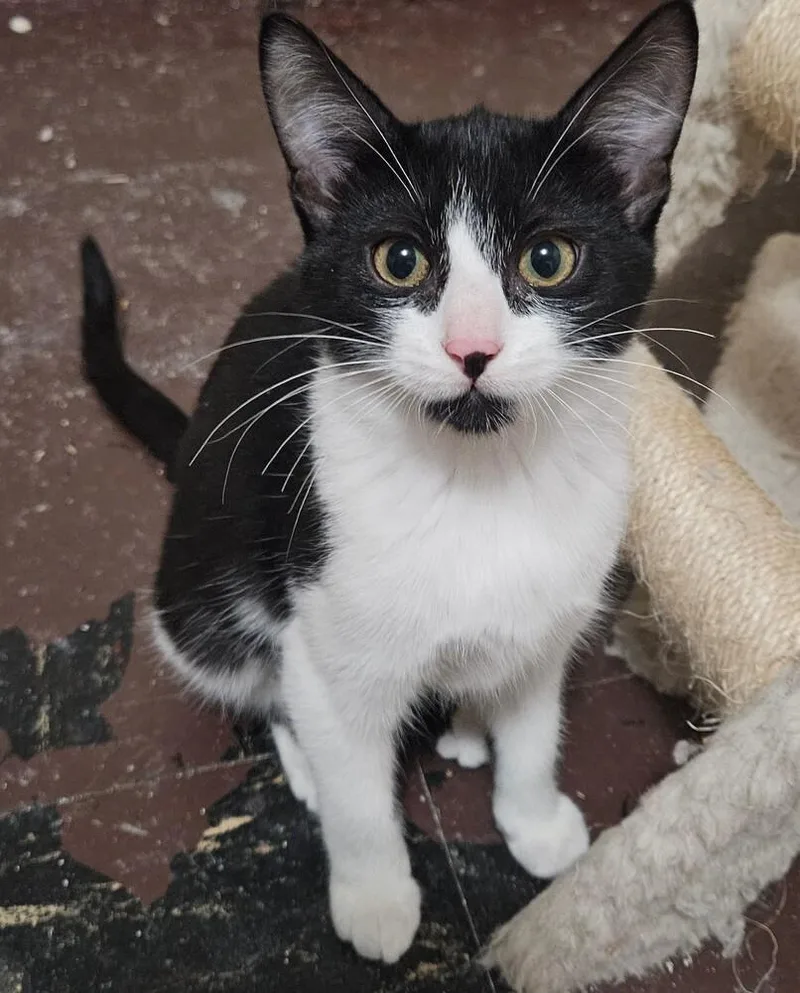 Linguine thumbnail 2