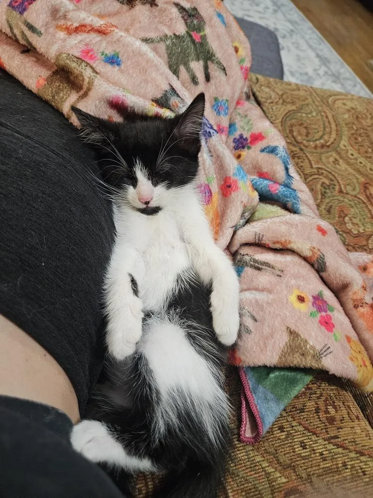 Linguine thumbnail 4