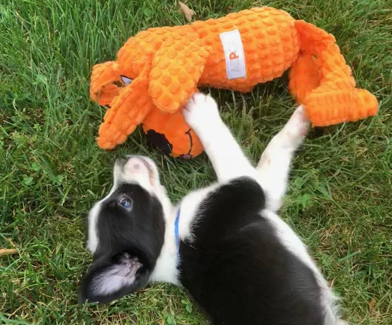 A baby small-sized female Black Shetland Sheepdog / Sheltie dog named Bluebelle for adoption in Lake Geneva, WI
