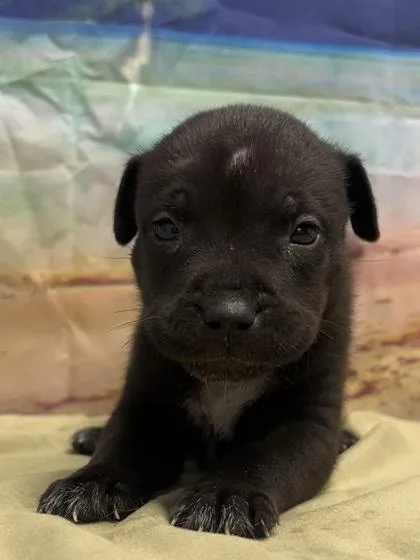 A baby small-sized male Terrier dog named Felix for adoption in San Antonio, TX