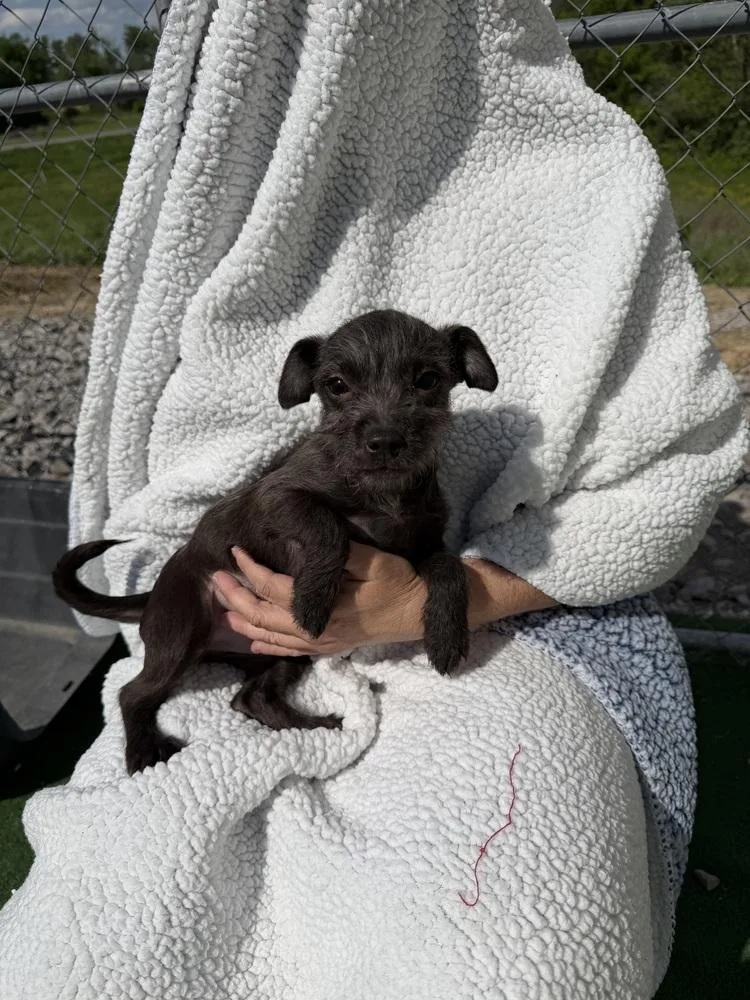 A baby small-sized female Gray / Blue / Silver Chihuahua dog named Liza for adoption in Waterloo, IL