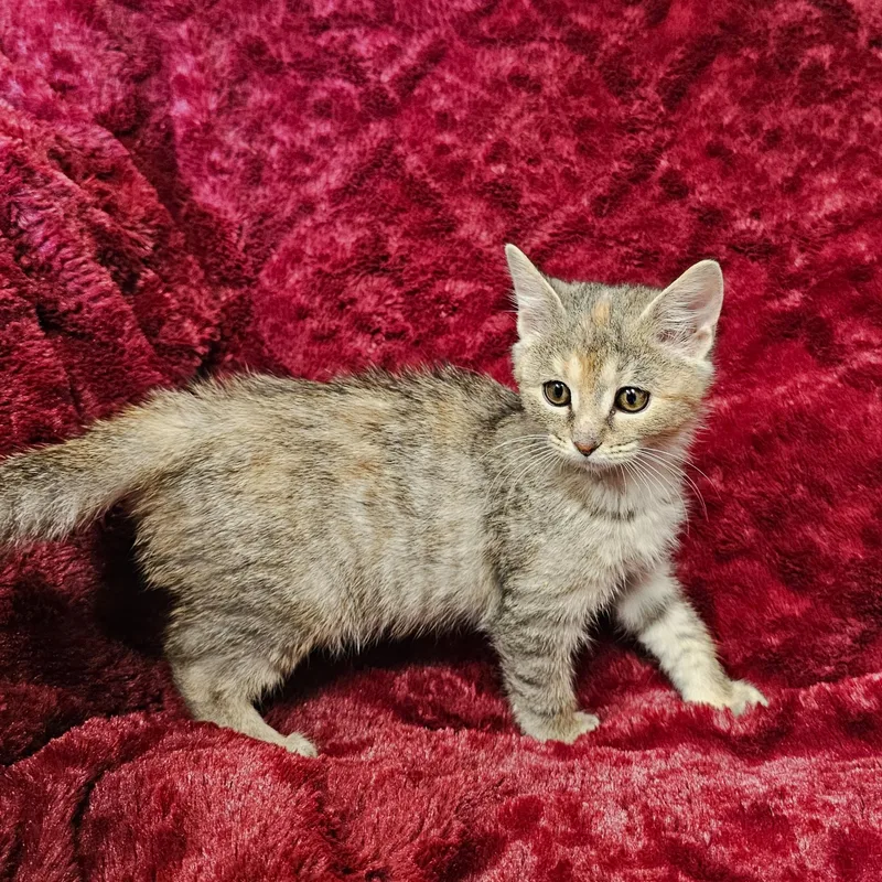 A baby medium-sized female Tabby (Buff / Tan / Fawn) Domestic Short Hair cat named Ladle for adoption in Searcy, AR