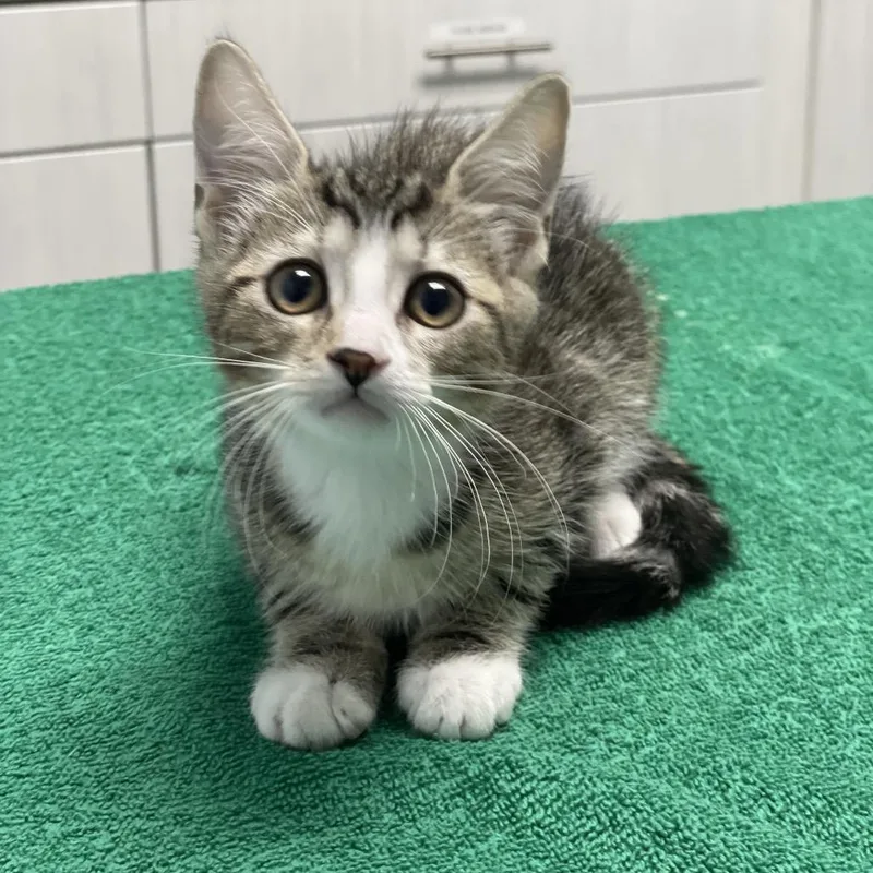 A baby small-sized female Brown / Chocolate Domestic Short Hair cat named Nutella for adoption in Riverside, CA