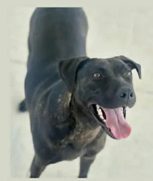 An adult large-sized female Mountain Cur dog named Roxie for adoption in Bowling Green, KY