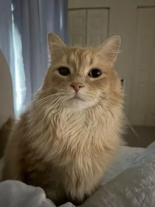 An adult medium-sized male Domestic Long Hair cat named Lou for adoption in Reisterstown, MD