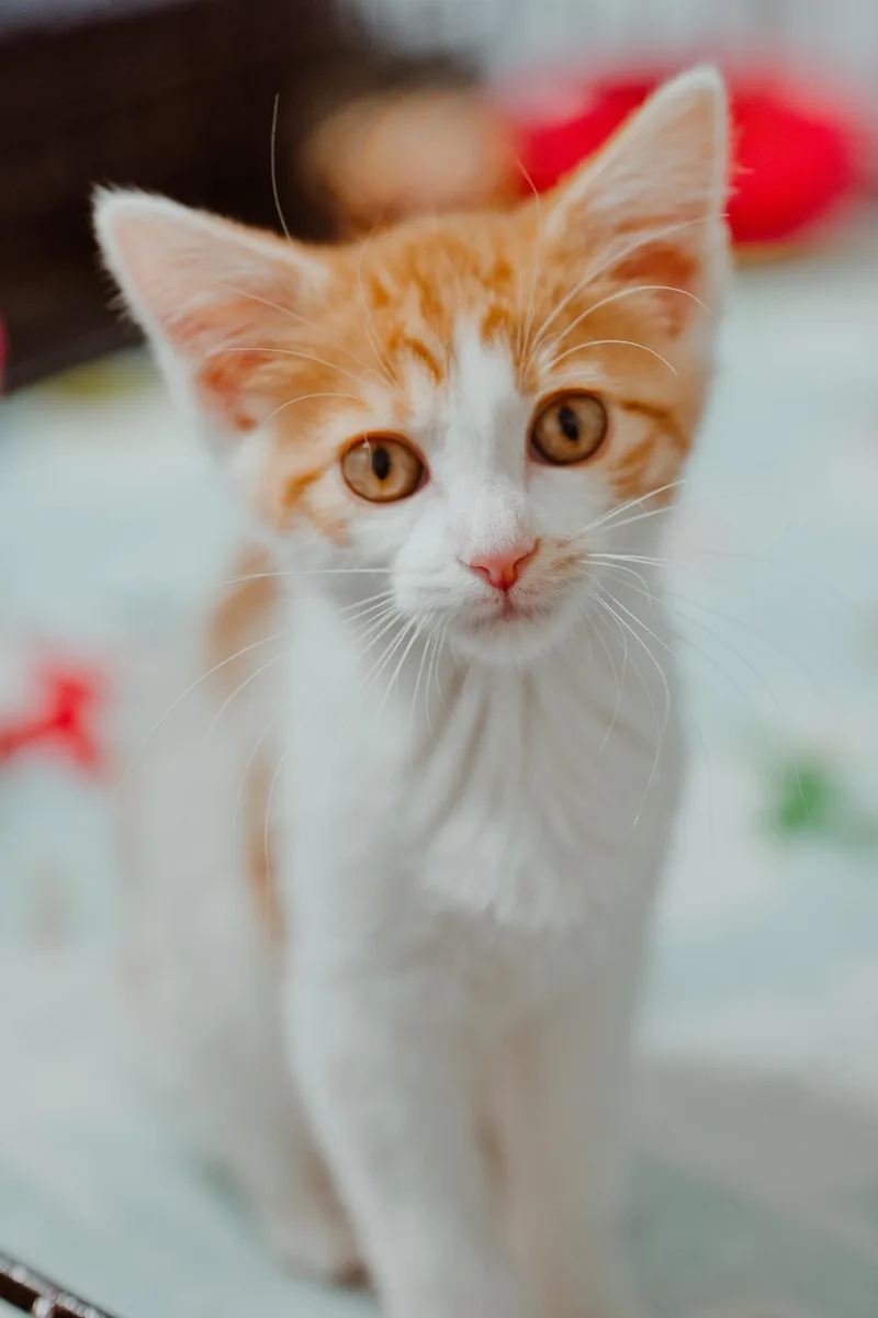 A baby medium-sized female Orange & White Domestic Short Hair cat named Pom Pom for adoption in Le Mars, IA