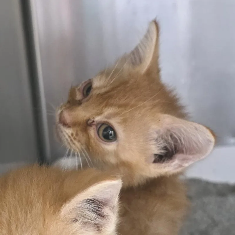 A baby small-sized female Orange / Red Domestic Short Hair cat named Lazarus for adoption in Fort Wayne, IN