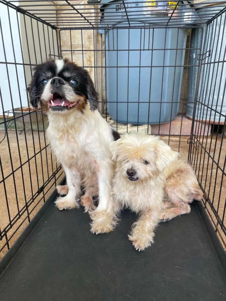 A senior small-sized female White / Cream Maltese dog named Laci CO for adoption in Bryan, TX
