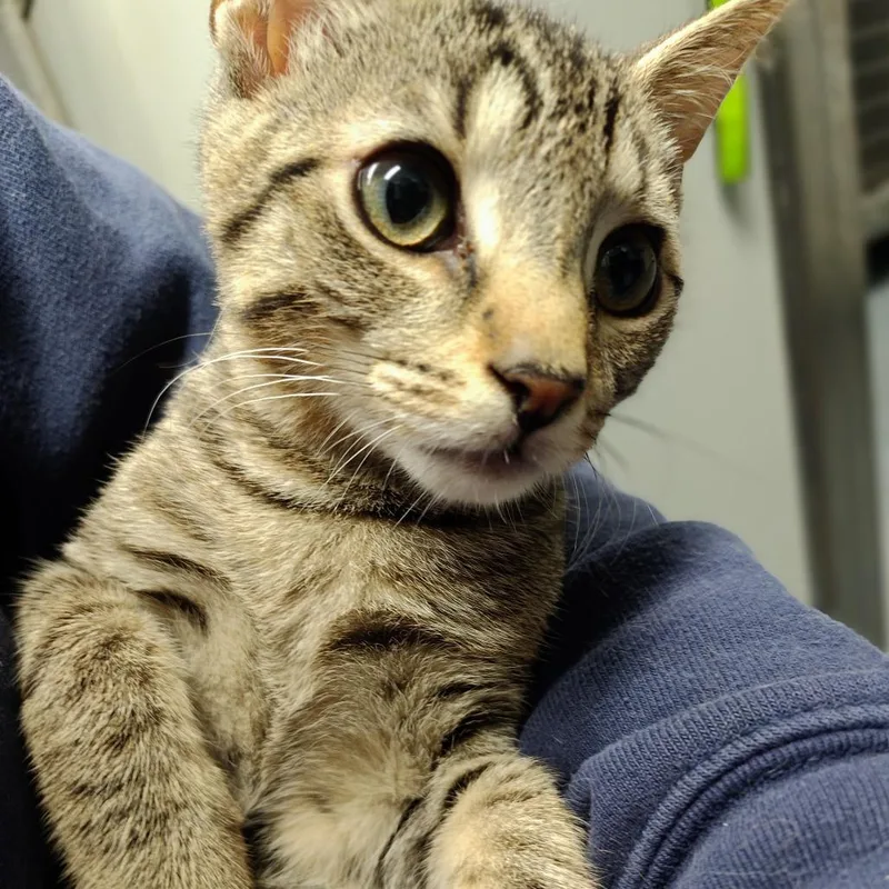 A baby small-sized male Gray / Blue / Silver Domestic Medium Hair cat named Pho for adoption in Allentown, PA