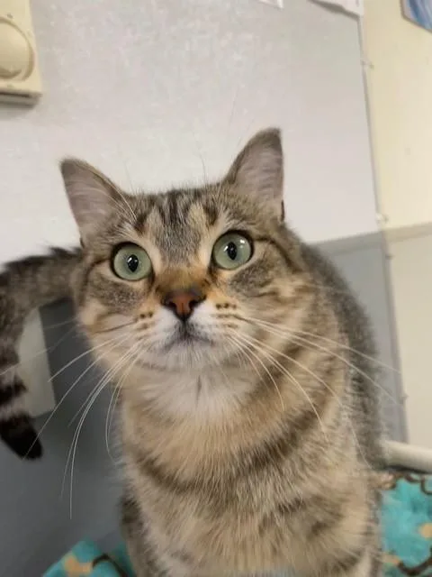 An adult medium-sized female Torbie Domestic Short Hair cat named Zara for adoption in Hayward, WI