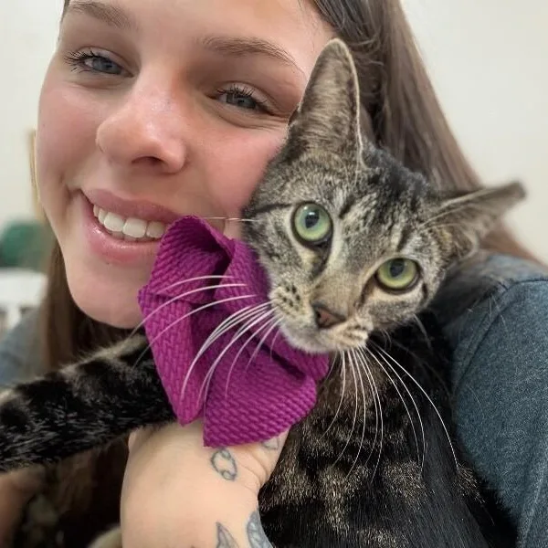 A young medium-sized female Tabby (Brown / Chocolate) Tabby cat named Honey Sweet for adoption in Friendswood, TX