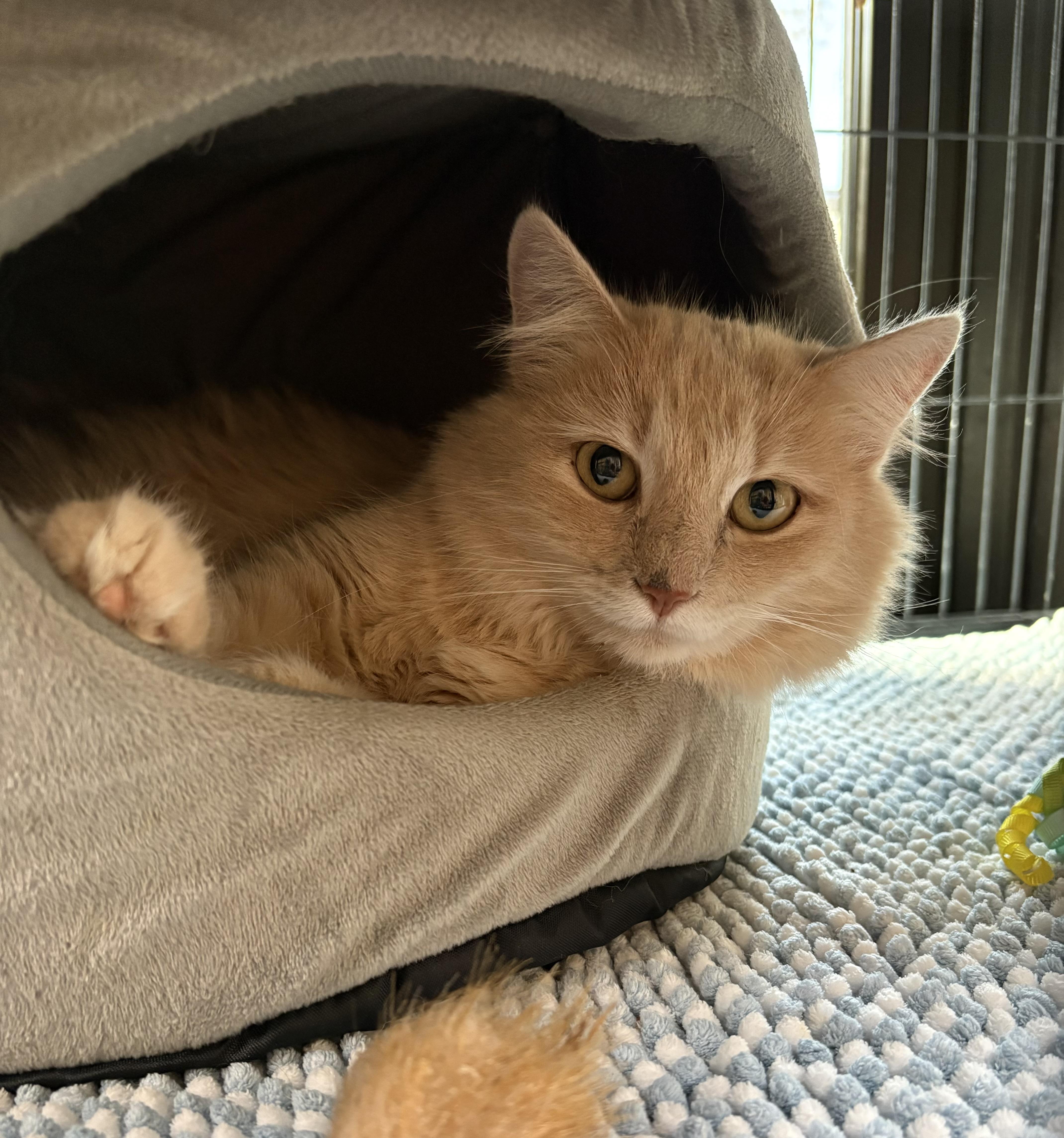 An adult small-sized female Buff / Tan / Fawn Domestic Medium Hair cat named Hera for adoption in Oracle, AZ
