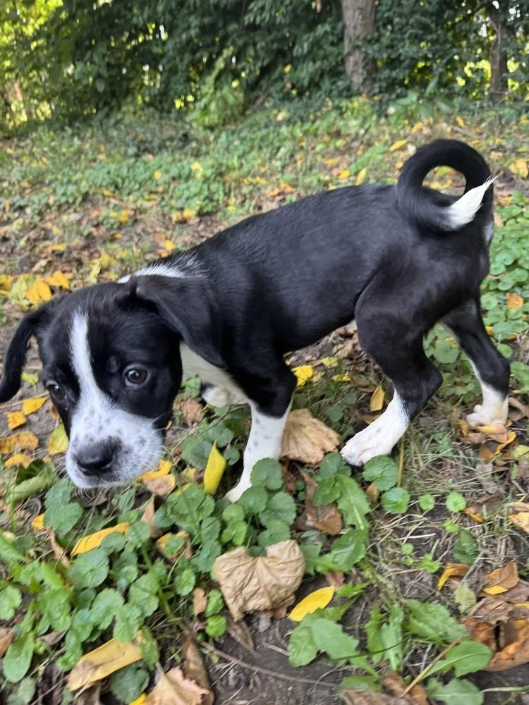 A baby medium-sized male Tricolor (Brown, Black, & White) Boston Terrier dog named Gargoyle for adoption in Clinton Township, MI