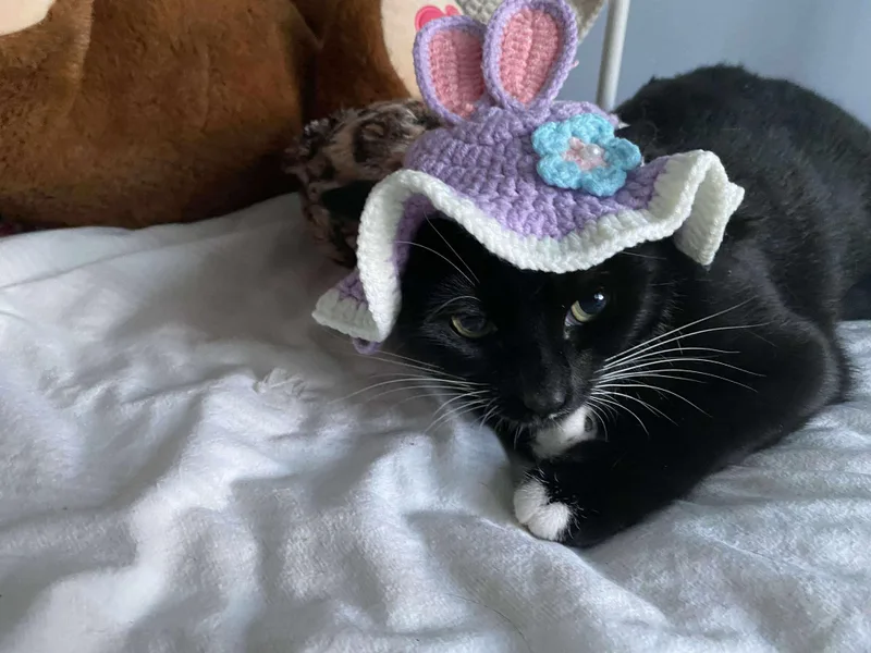 A young medium-sized female Domestic Short Hair cat named Sophie for adoption in Acushnet, MA
