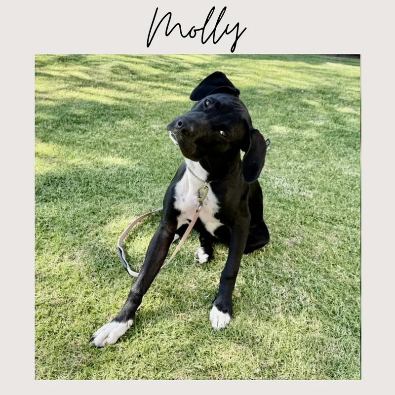 Molly