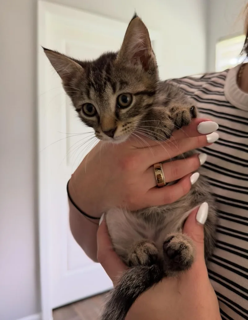 A baby medium-sized male Tabby cat named Moose for adoption in Orlando, FL