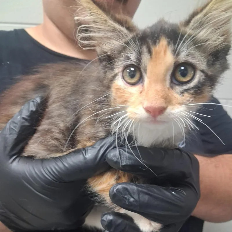 A baby small-sized female Calico Domestic Long Hair cat named Squirrel for adoption in Lufkin, TX