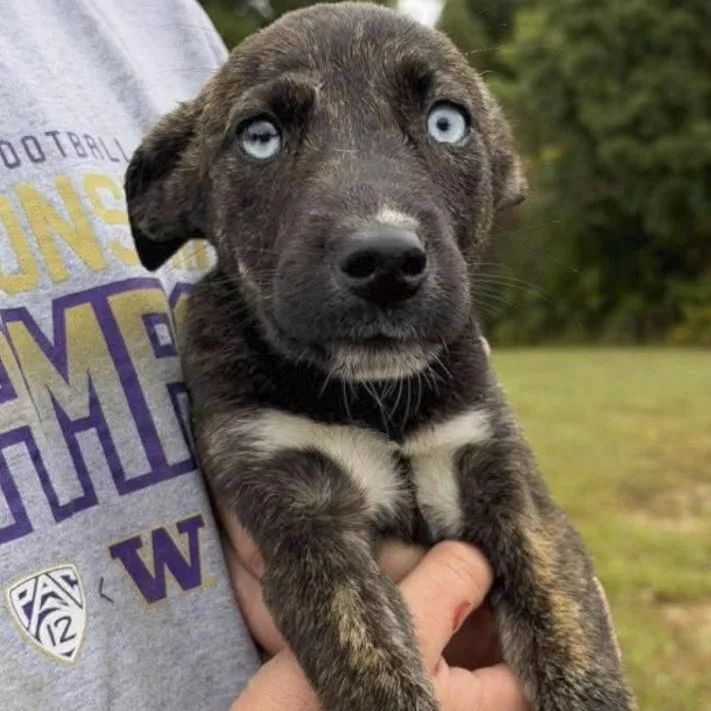 A baby medium-sized female Husky dog named Barbara for adoption in Toledo, OH