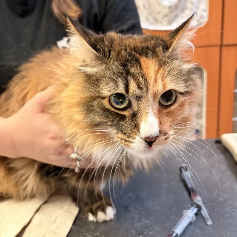 An adult large-sized female Torbie Domestic Long Hair cat named Molly for adoption in Murray, UT