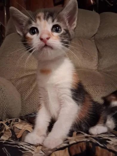 A baby medium-sized female Calico Domestic Short Hair cat named Mary Kate & Ashley for adoption in Liverpool, TX