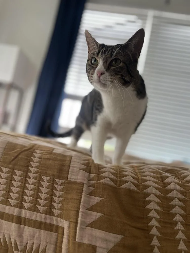 An adult large-sized female Domestic Short Hair cat named Cotton for adoption in Broomfield, CO