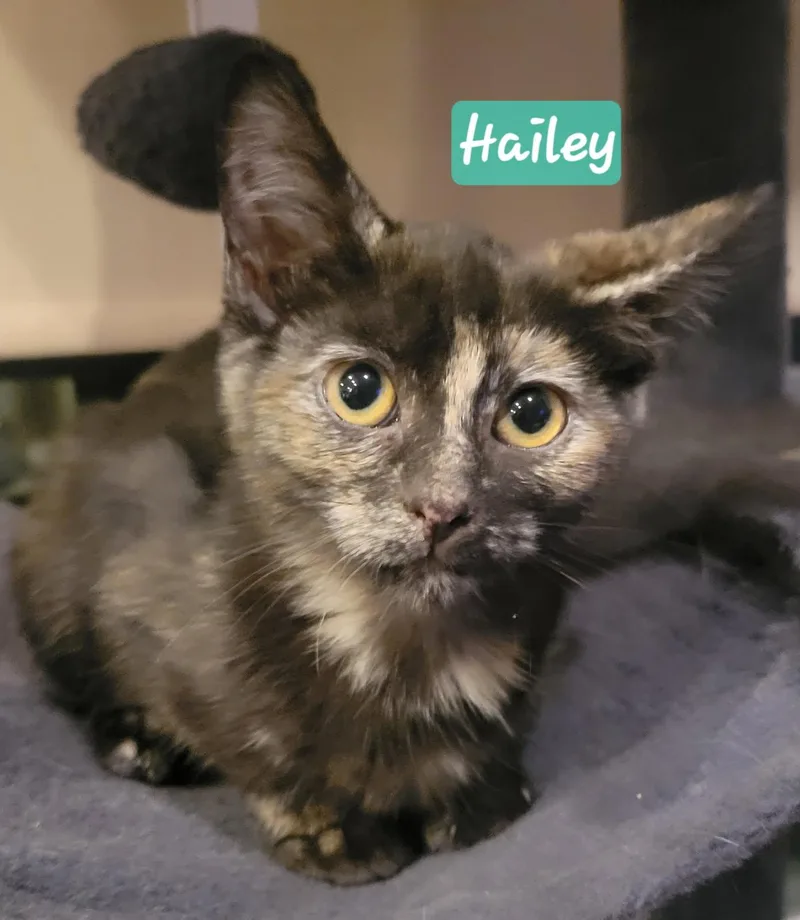 Hailey