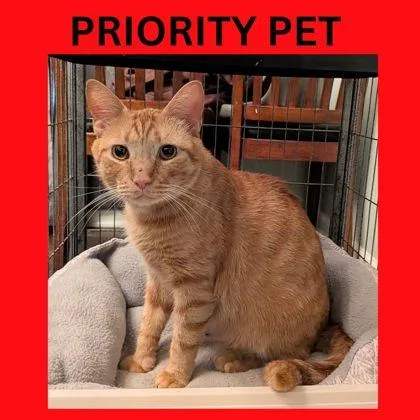 An adult small-sized male Domestic Short Hair cat named Amadeus  `a Priority for adoption in Columbia, SC