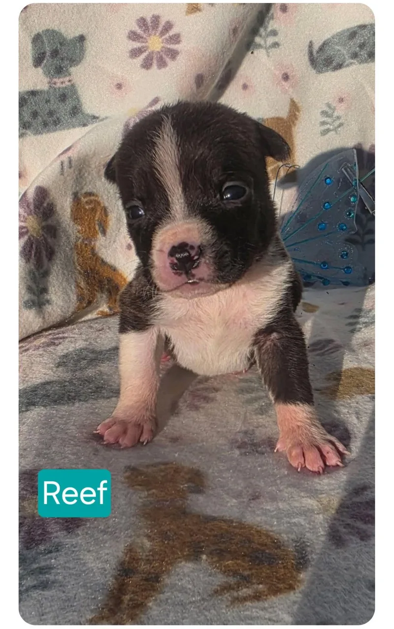 A baby medium-sized male Pit Bull Terrier dog named Reef for adoption in Elgin, IL