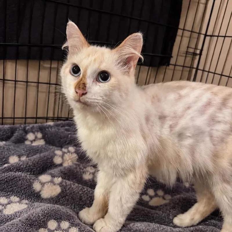 An adult small-sized male White Domestic Short Hair cat named Casper for adoption in Washington, DC