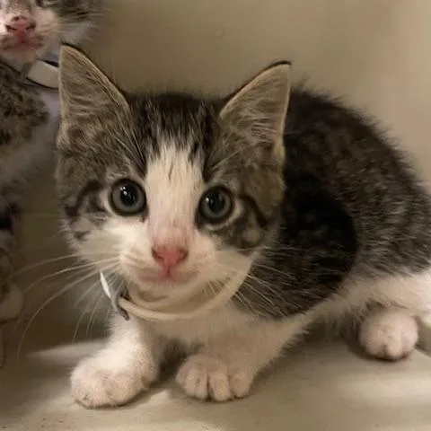 A baby small-sized male Brown / Chocolate Domestic Short Hair cat named Sitka for adoption in Lake Panasoffkee, FL