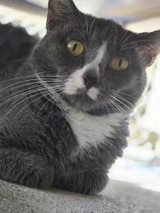 An adult medium-sized female Domestic Short Hair cat named Molly Mormen for adoption in Batavia, OH